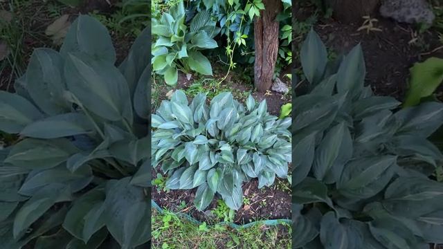 Сад хост в Бийске 14.07.22. Hosta garden tour 14.07.2022 смотреть онлайн