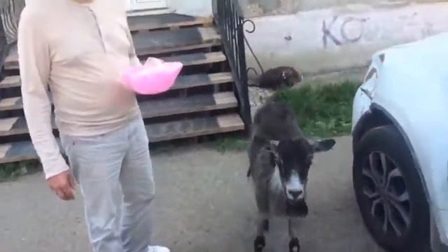Наглые козы... смотреть онлайн