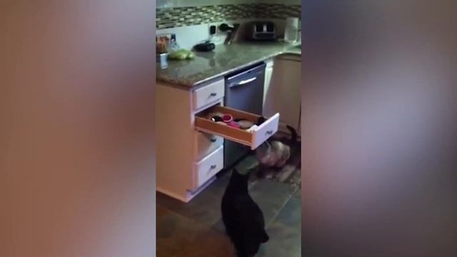 Приколы 2021 / ПРИКОЛЫ С ЖИВОТНЫМИ СМЕШНО ДО СЛЕЗ / ЛУЧШИЕ ПРИКОЛЫ ПРО ЖИВОТНЫХ смотреть онлайн