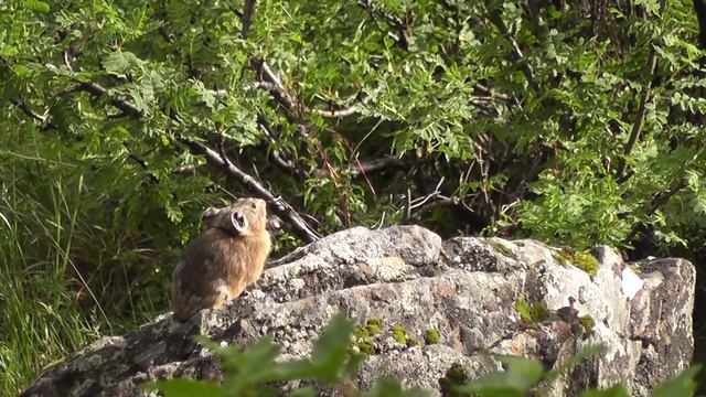 Горноалтайские Пищухи смотреть онлайн