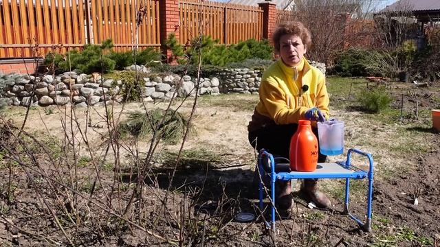 Розы почернели - не беда! Смотрите, как обрезать и чем опрыснуть смотреть онлайн