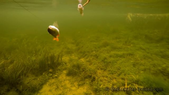 Рыбалка: щука атакует приманку мёртвую рыбку под водой, плотва или окунь. Полное видео. смотреть онлайн
