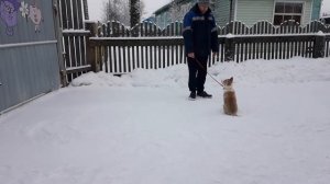 Щенок ЗСЛ для охоты/ Поводок/ Кормления щенка ЗСЛ