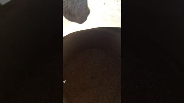 Комбикорма для свиней, рентабельность. Часть 2 смотреть онлайн