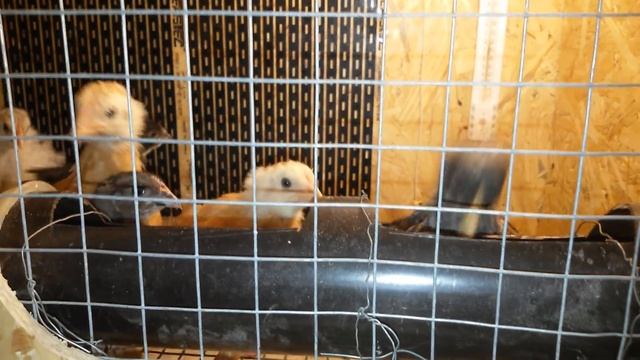 Подросшие цыплята ЛЕГБАРА Кремового И Амрокса смотреть онлайн