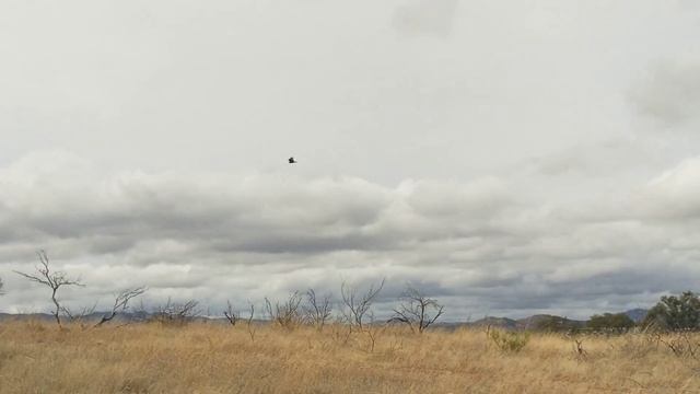 Harpy Eagle In Arizona (Южноамериканская Гарпия)