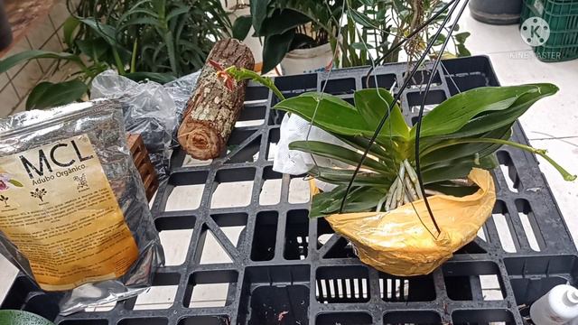 Mais uma Caixa Da Felicidade! смотреть онлайн