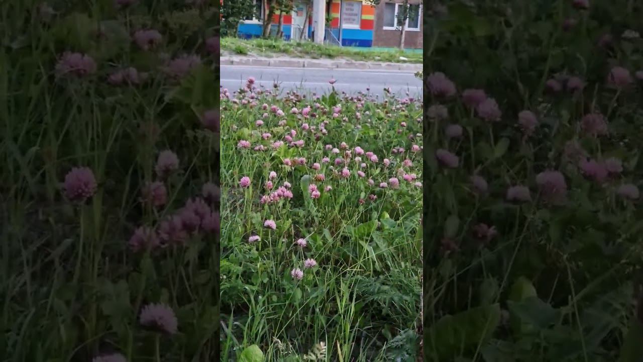 ▷Что это за птичка?◁ смотреть онлайн