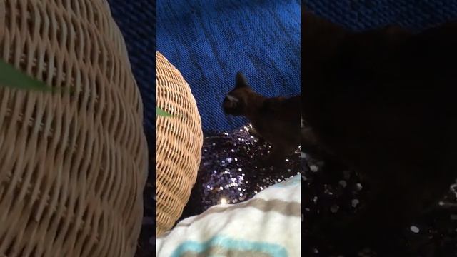Поведение кошечки и котика после вязки смотреть онлайн