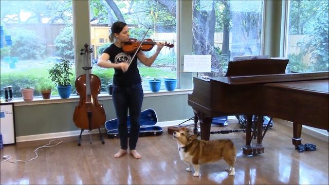 Corgi Loves To Sing With Violin смотреть онлайн