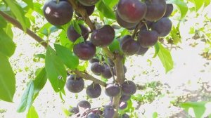 Слива диплоидная сорт среднепоздний Эльдорадо(plum Eldorado)