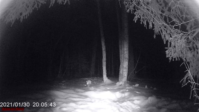 Заяц-Беляк. Видео с фотоловушки. смотреть онлайн