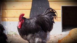 Куры породы орпингтон содержание, уход и разведение