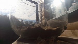 Простой флорариум?? / Как сделать террариум (флорариум) из вазы / Создание террариума для новичков