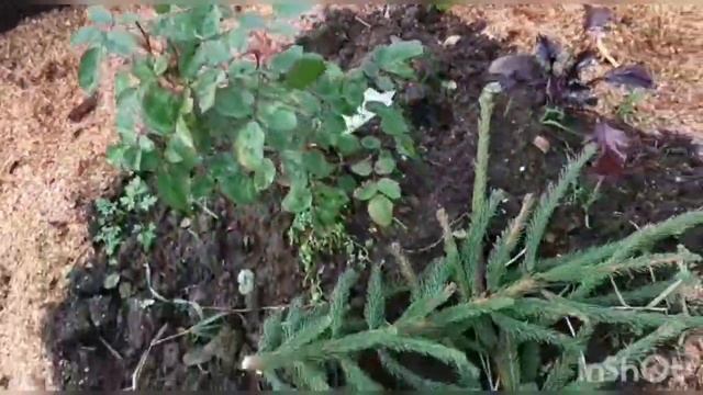 Лесные грибы: путешествие в мире грибов