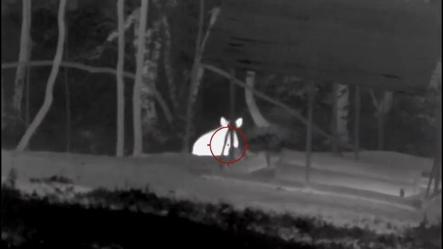 Огромный секач 160 кг на кормушке смотреть онлайн