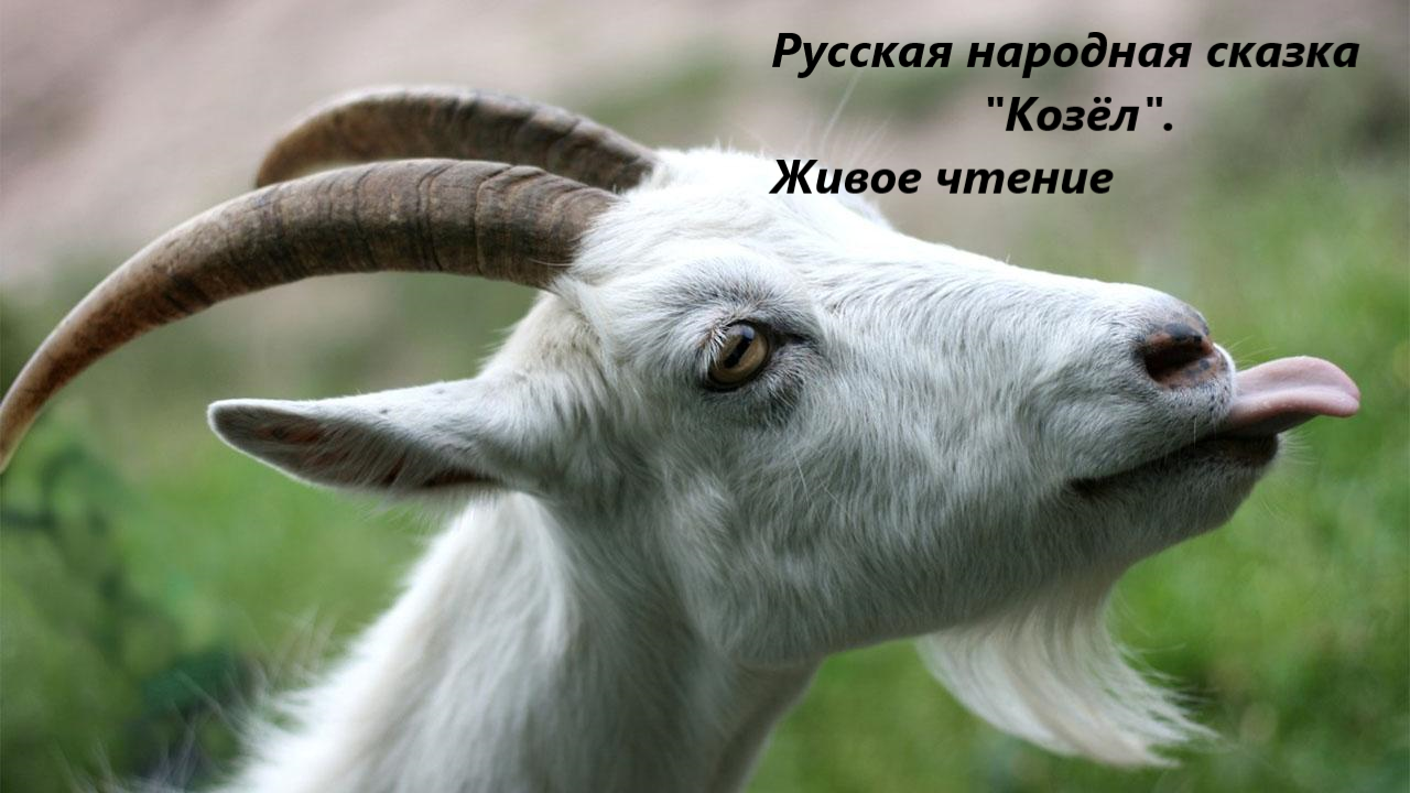 Русская народная сказка "Козёл". Живое чтение смотреть онлайн