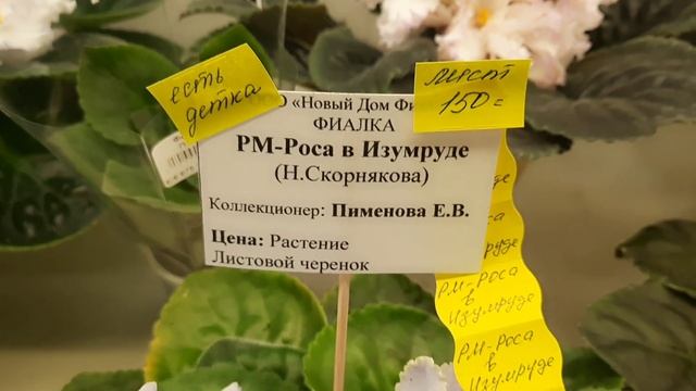 Выставка в Доме фиалки с 25.08 по 04.09.23г. Часть 2 . #выставкафиалок #фиалки #домфиалки #violets смотреть онлайн