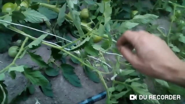 Цены на помидоры в Пинске и Купятичах 13.08.2020. смотреть онлайн