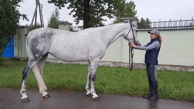 Выставочная стойка головой направо. Орловская кобыла Усмешка. ЧК Реприз, Санкт-Петербург. смотреть онлайн