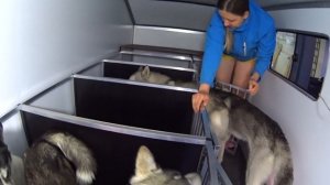 Постройка прицепа для собак своими руками 1 серия