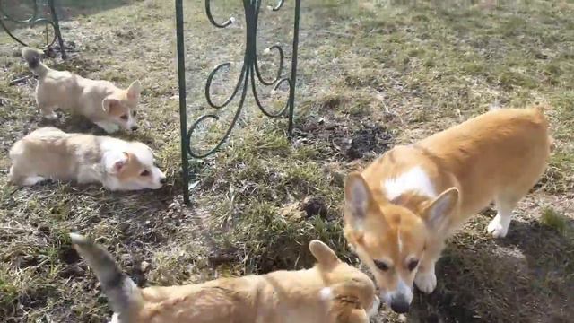 Щенки вельш корги пемброк FUNKYFOX LITTER B на прогулке смотреть онлайн