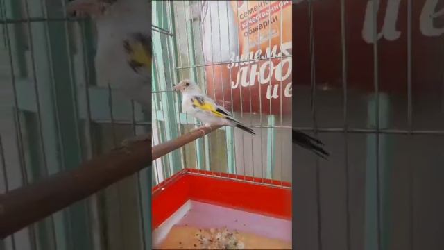 Белый ЩЕГОЛ ТАДЖИКИСТАН город ИСТАРАВШАНА 2023 (БАХРОМ АКО) #SEHRE_TOJIKISTON #sehretojikiston смотреть онлайн