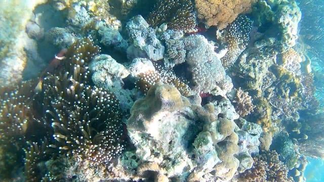 Indonesia Trip Bali-Lombok-Flores 2016 смотреть онлайн