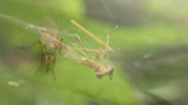 Опасная макро съёмка дикого мира насекомых. смотреть онлайн