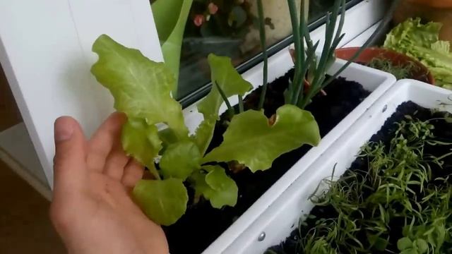 Мини огород на балконе квартиры, экономьте деньги и здоровье. смотреть онлайн