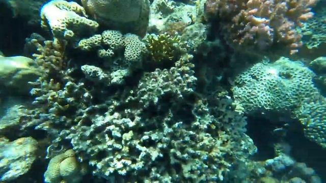 ЕГИПЕТ ДАЙВИНГ. Шарм Эль Шейх Красное море. Полный обзор. смотреть онлайн