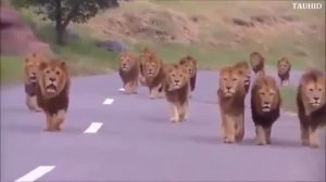 Нашид, Санахуду, Самый красивый Нашид,