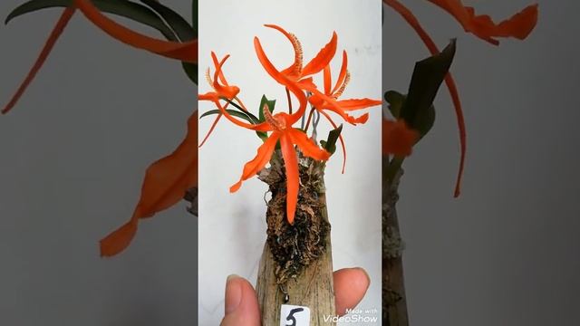 Редкая орхидея Dendrobium lamyaiae смотреть онлайн