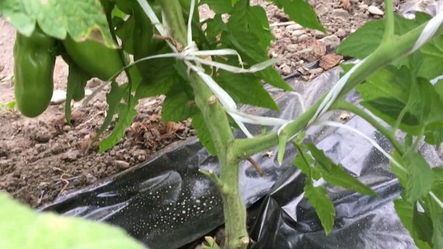 Томат Дрова. Надо ли пасынковать. 10 июня 2019г. смотреть онлайн