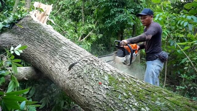 daily work of cutting down trembesi trees - stihl ms 881 chainsaw смотреть онлайн