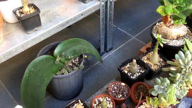 Adenium obesum Caudex Training 2020 - 2022 + What not to do with seedlings смотреть онлайн