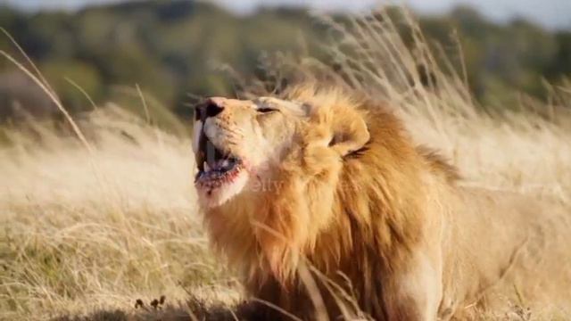 Львы: короли животного мира смотреть онлайн