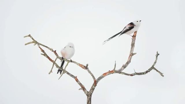 Sanna Kannisto: Observing Eye: Aegithalos caudatus смотреть онлайн