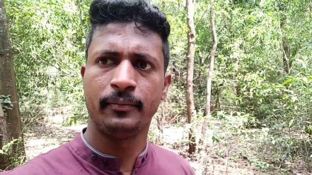 Acacia tree what is benefit in acacia plant смотреть онлайн