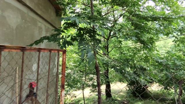 Закатала. Ролъи бог.(Горский суп) с, Джар @kavkazChannel