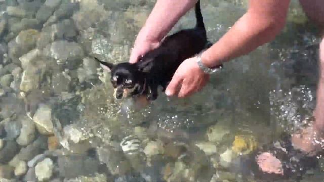 Чихуахуа Маргоша первый раз купается в Черном море смотреть онлайн