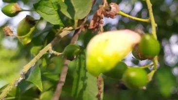 Непонятные стручки на черёмухе. смотреть онлайн