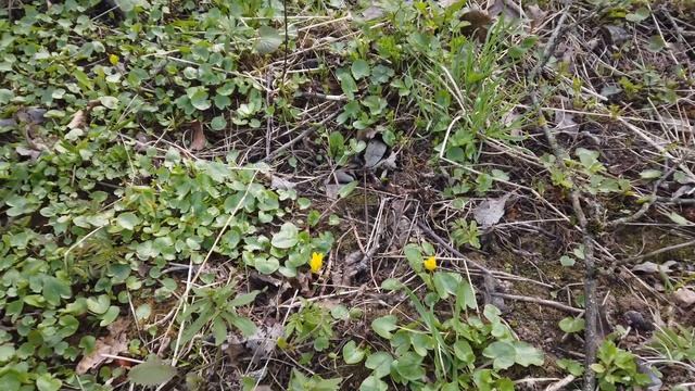 Первоцветы: чистяк смотреть онлайн