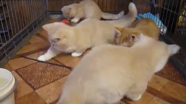 Котята манчкин. Пушистые милашки смотреть онлайн