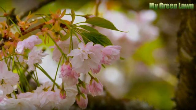 How to Identify Clematis Leaves смотреть онлайн