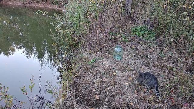 Рыбалка на осеннем пруду отличный клёв смотреть онлайн