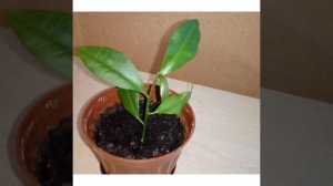 Как быстро вырастить ЛИМОН, за 10 дней добиться что бы косточка  проклюнулась!