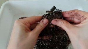 Глоксиния после зимовки