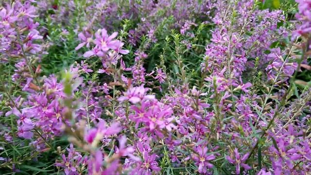 Дербенник / Дербенник прутовидный / Lythrum virgatum смотреть онлайн