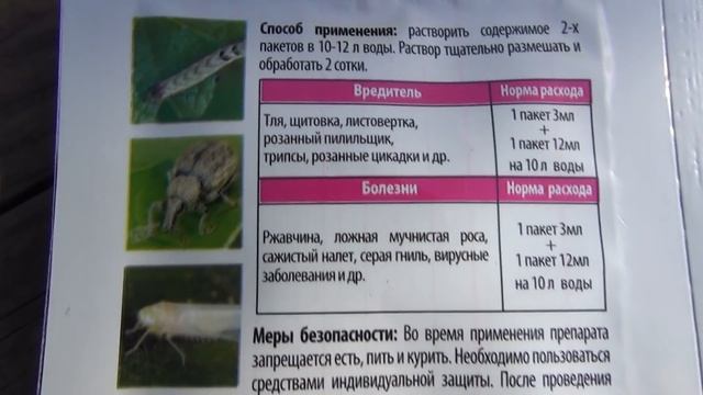 Тля, листовертка и ржавчина на розах. Спасаем розы. смотреть онлайн